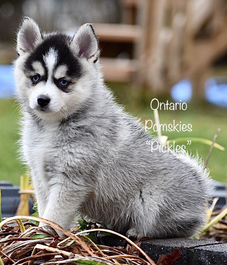 Our Final Farewell To Our Royal Canines Ontario Pomskies Keurwood