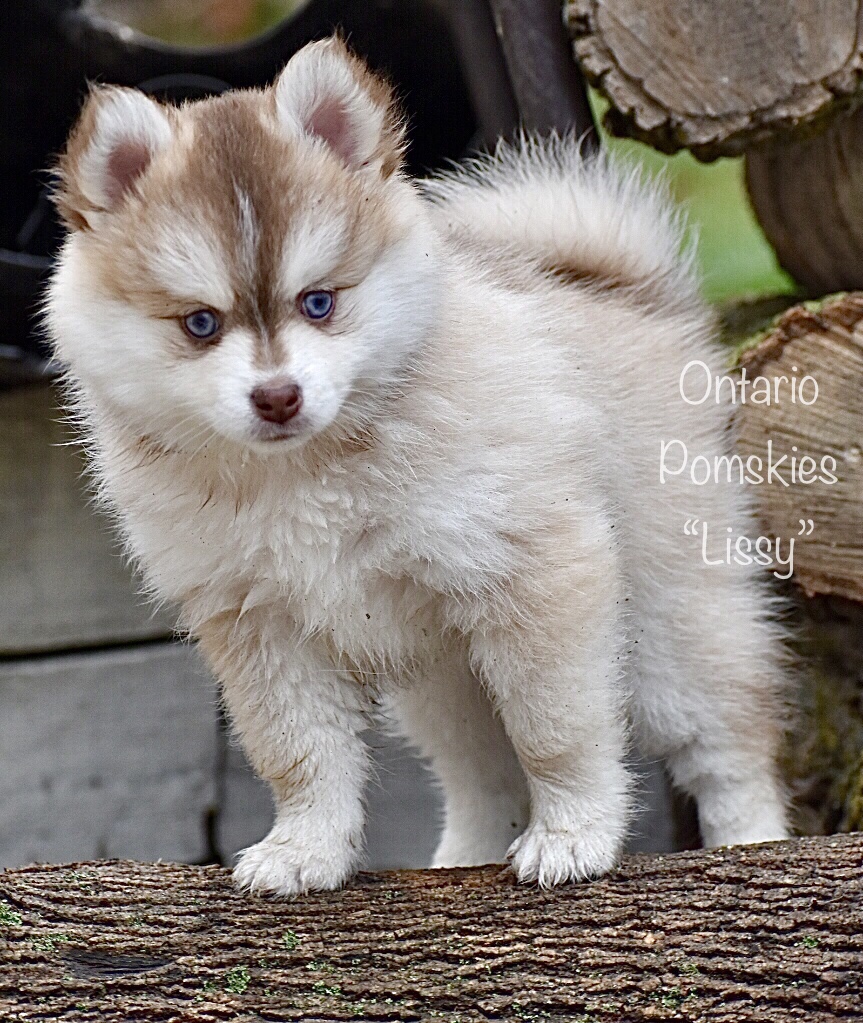 Our Final Farewell To Our Royal Canines Ontario Pomskies Keurwood