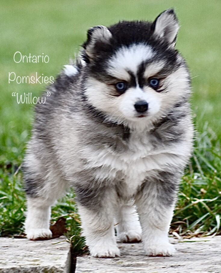 Our Final Farewell To Our Royal Canines Ontario Pomskies Keurwood