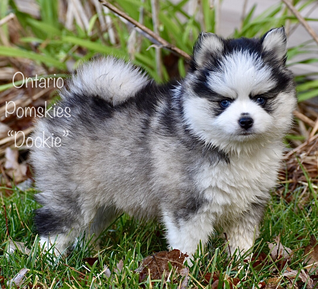 Our Final Farewell To Our Royal Canines Ontario Pomskies Keurwood