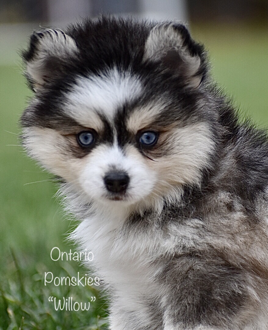 Our Final Farewell To Our Royal Canines Ontario Pomskies Keurwood