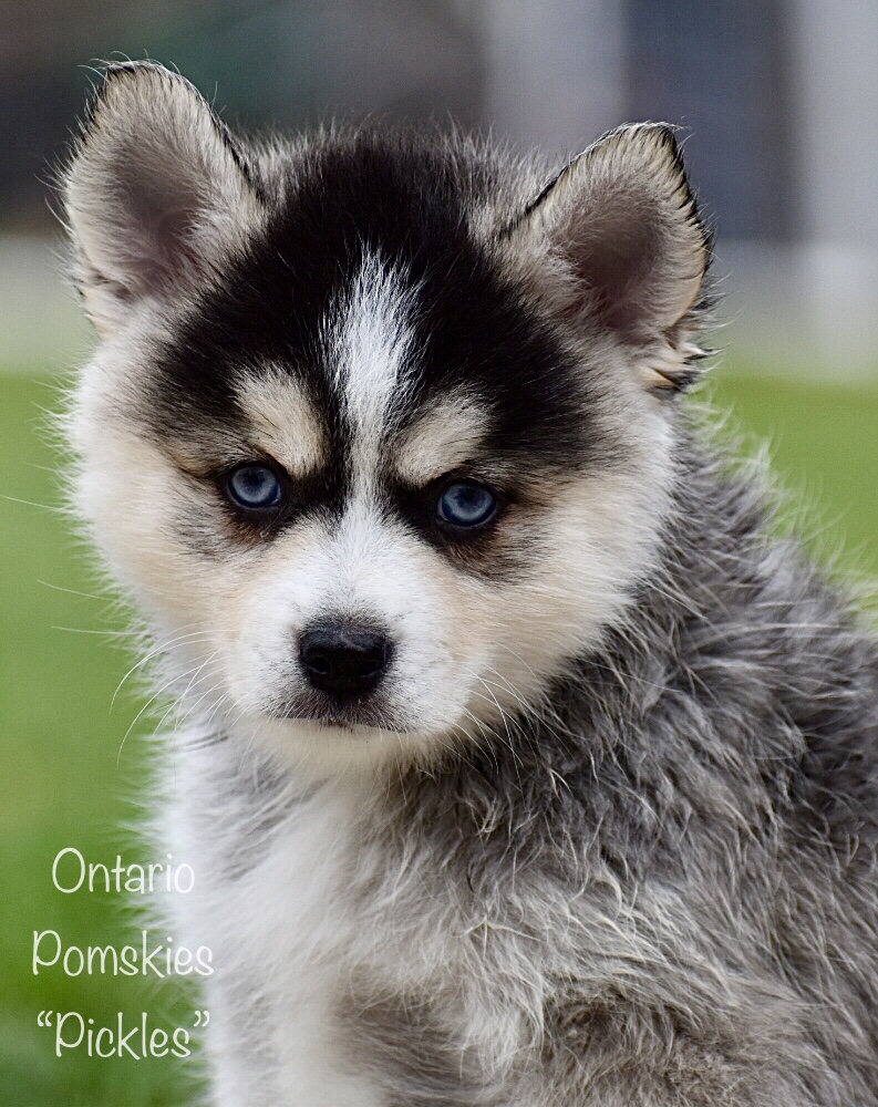 Our Final Farewell To Our Royal Canines Ontario Pomskies Keurwood