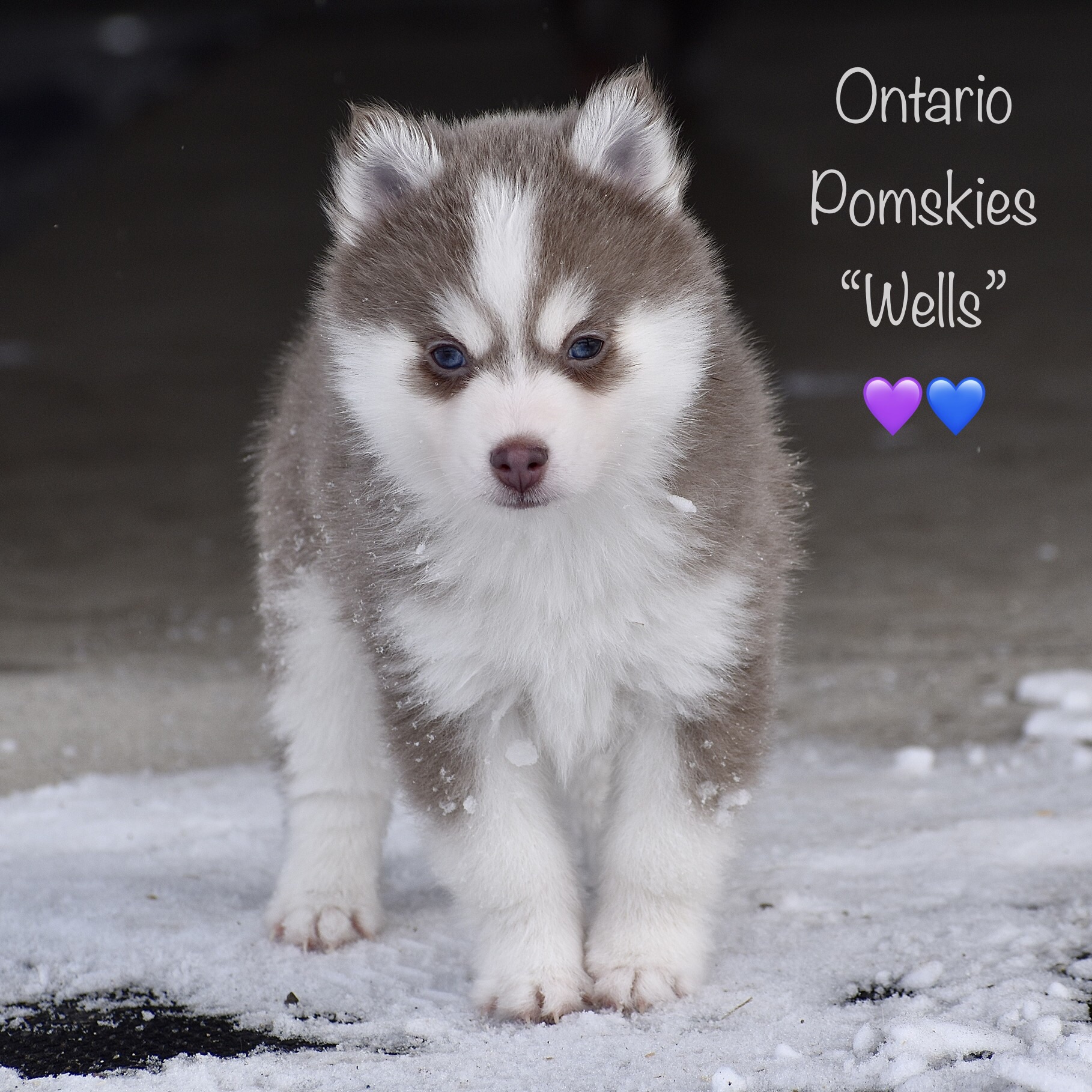 Pomsky Puppies – Ontario Pomskies & Keurwood Equestrian