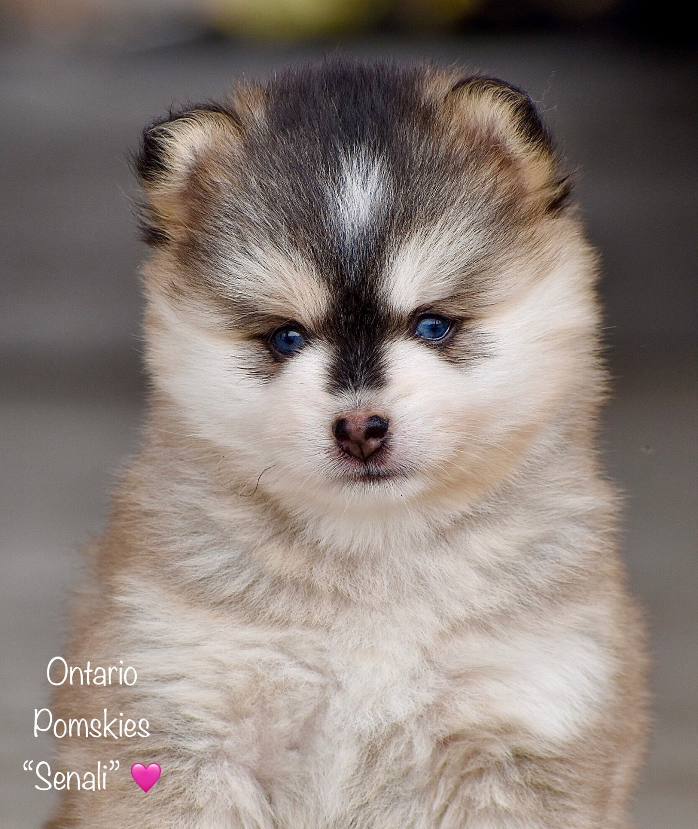 ONTARIO POMSKIES – Family farm in-home raised and ethically bred Pomsky ...
