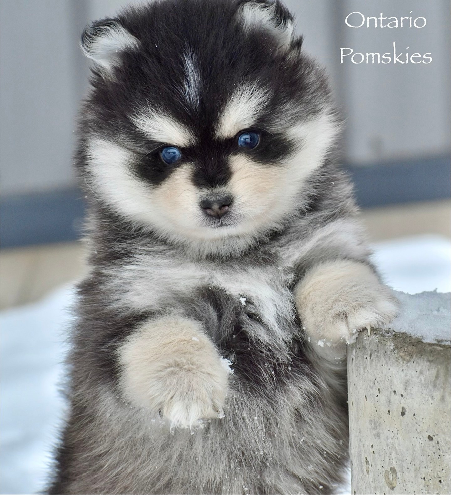 ONTARIO POMSKIES – Family farm in-home raised and ethically bred Pomsky ...